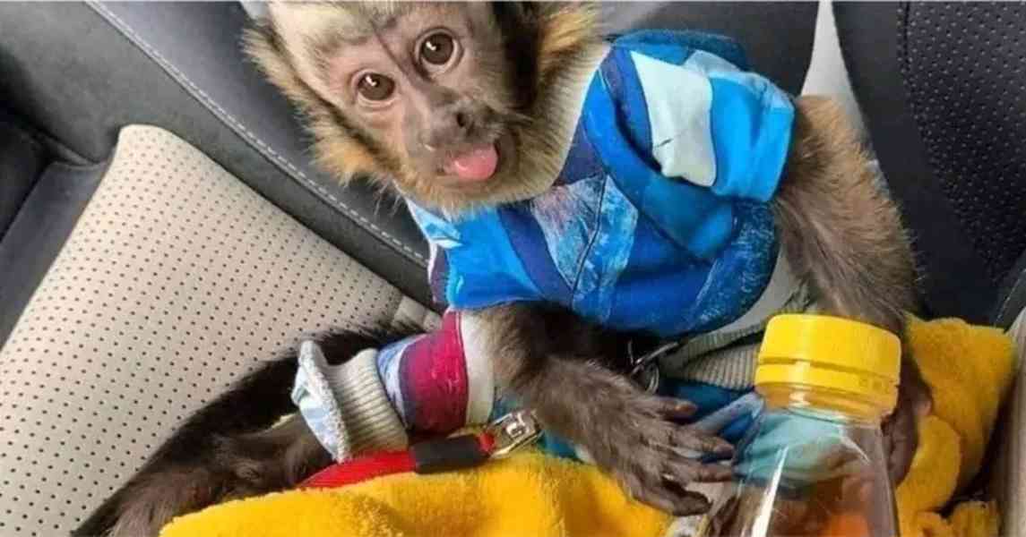  Hezká mláďata kapucínských opice 