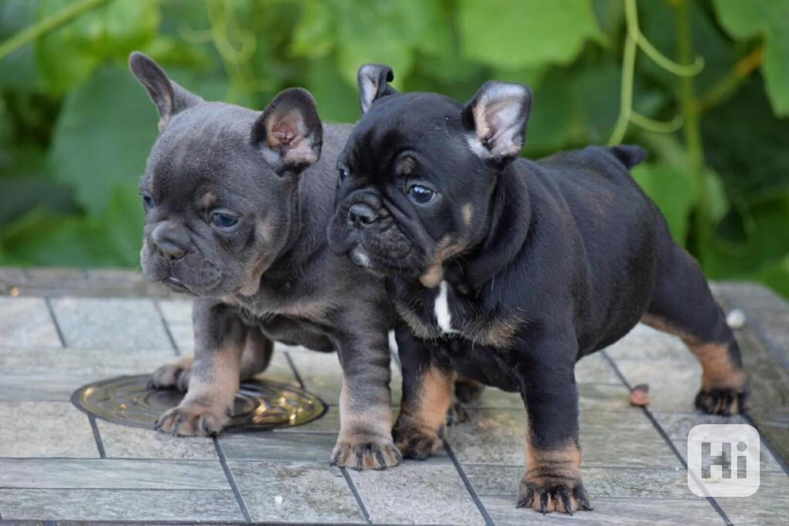 Štěňata francouzského buldočka do dobrého domova - foto 1