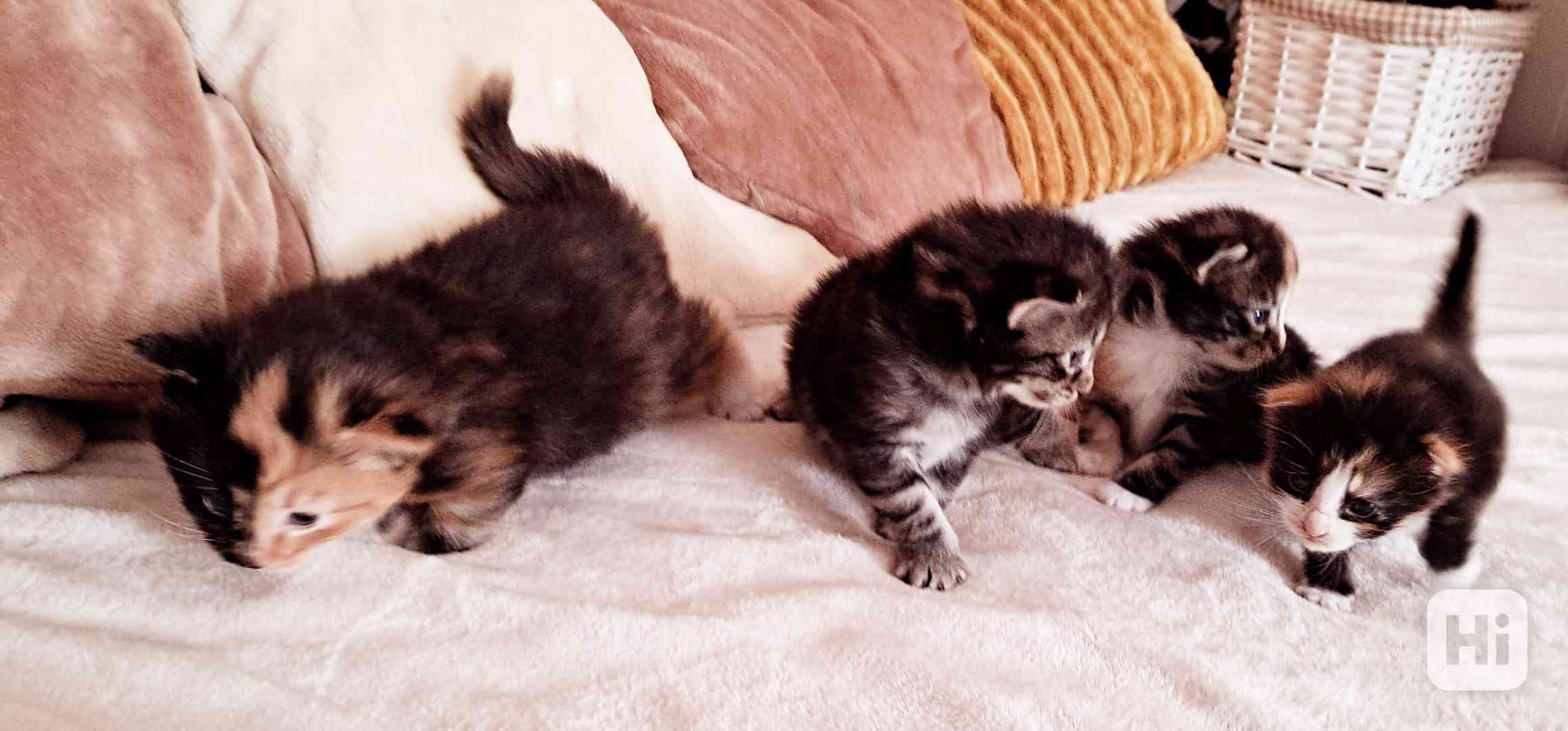 Norska lesni kotatka - foto 1