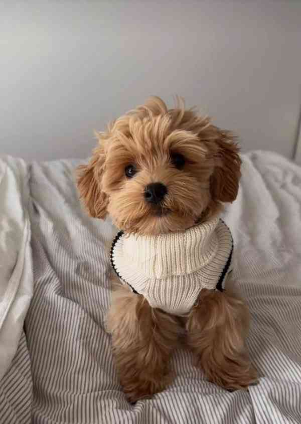 Krásná štěňátka pejska a fenky Maltipoo. - foto 2