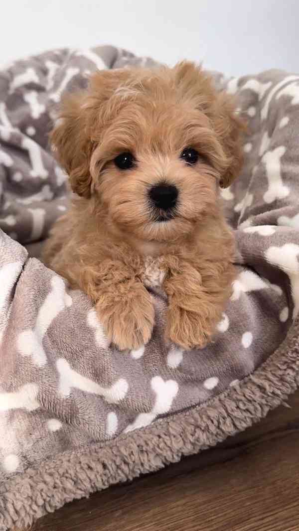 Krásná štěňátka pejska a fenky Maltipoo. - foto 1