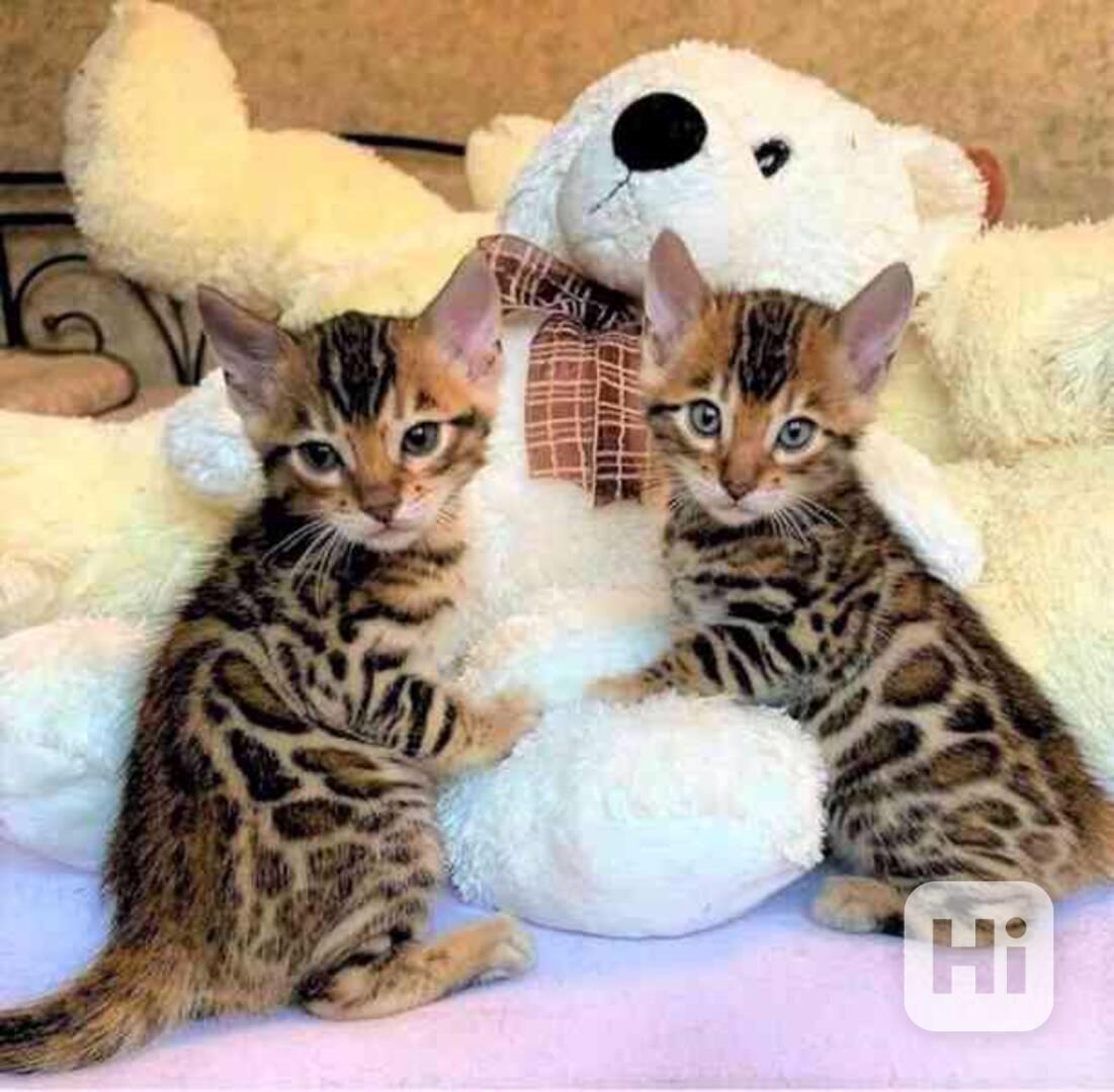 roztomilá  bengálská koťátka k adopci - foto 1