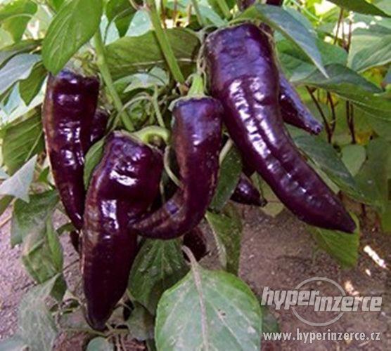 Paprika Marconi purple sladká velkoplodá - 30 semen - foto 1