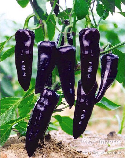Paprika Marconi purple sladká velkoplodá - 30 semen - foto 2