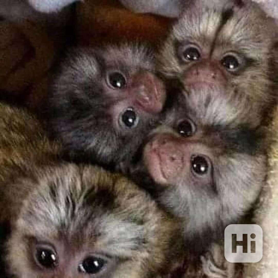 Marmoset Monkeys na prodej - foto 1