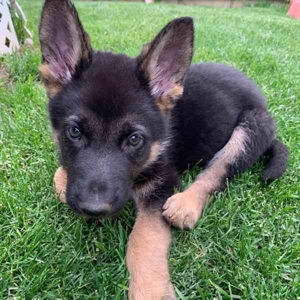 🐾✅ Štěňata německého ovčáka k dispozici! - foto 2