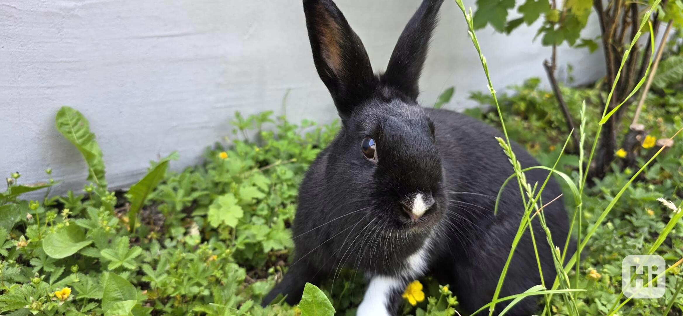 Samice kralika - foto 1