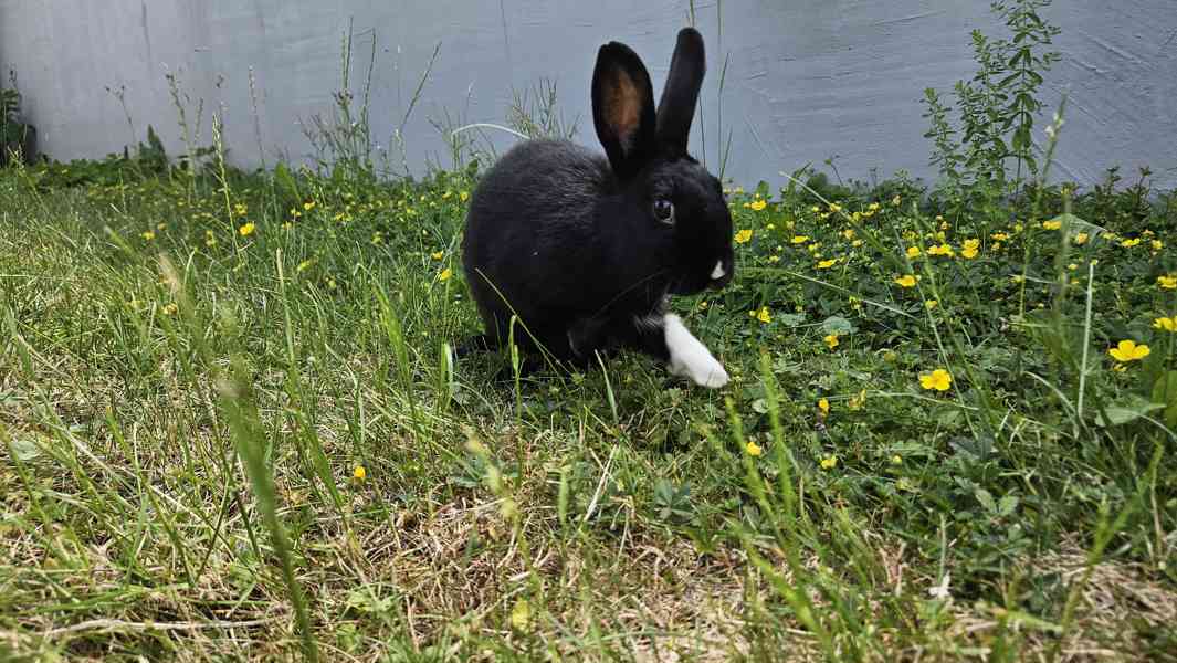 Samice kralika - foto 4