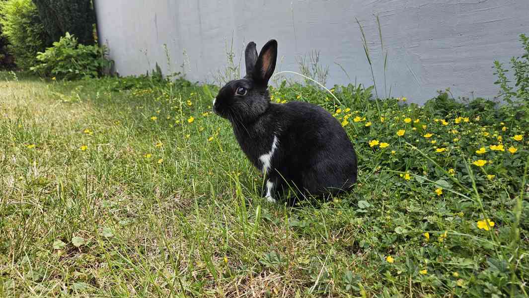 Samice kralika - foto 2