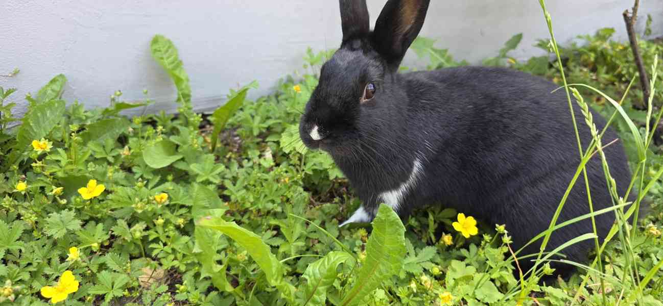 Samice kralika - foto 3