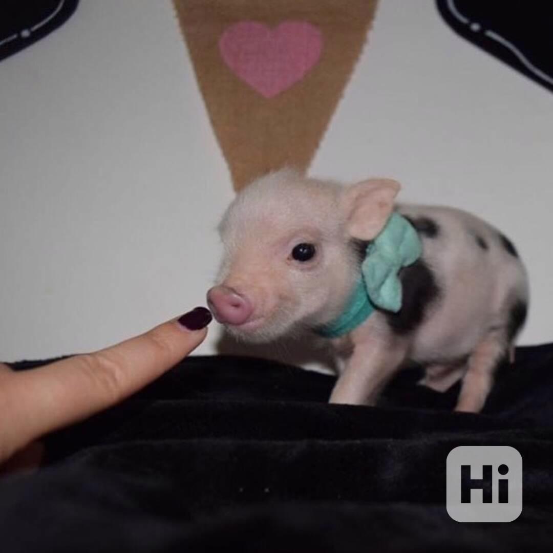 Nejroztomilejší prasátka na prodej  - foto 1