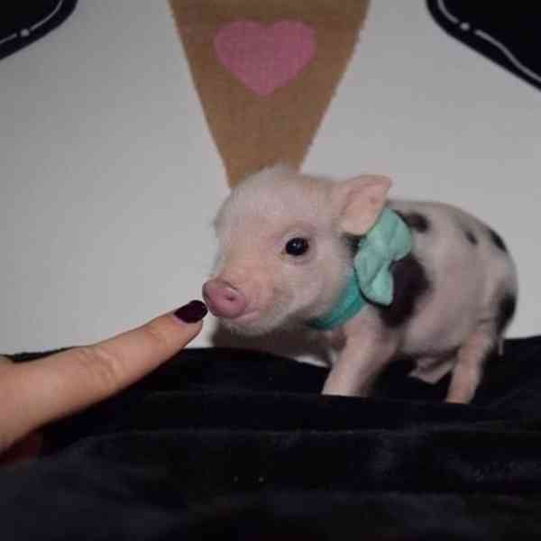 Nejroztomilejší prasátka na prodej 