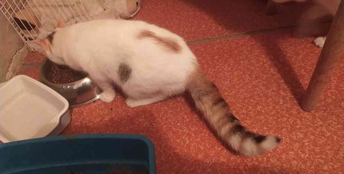 Najde se zachránce? - foto 2