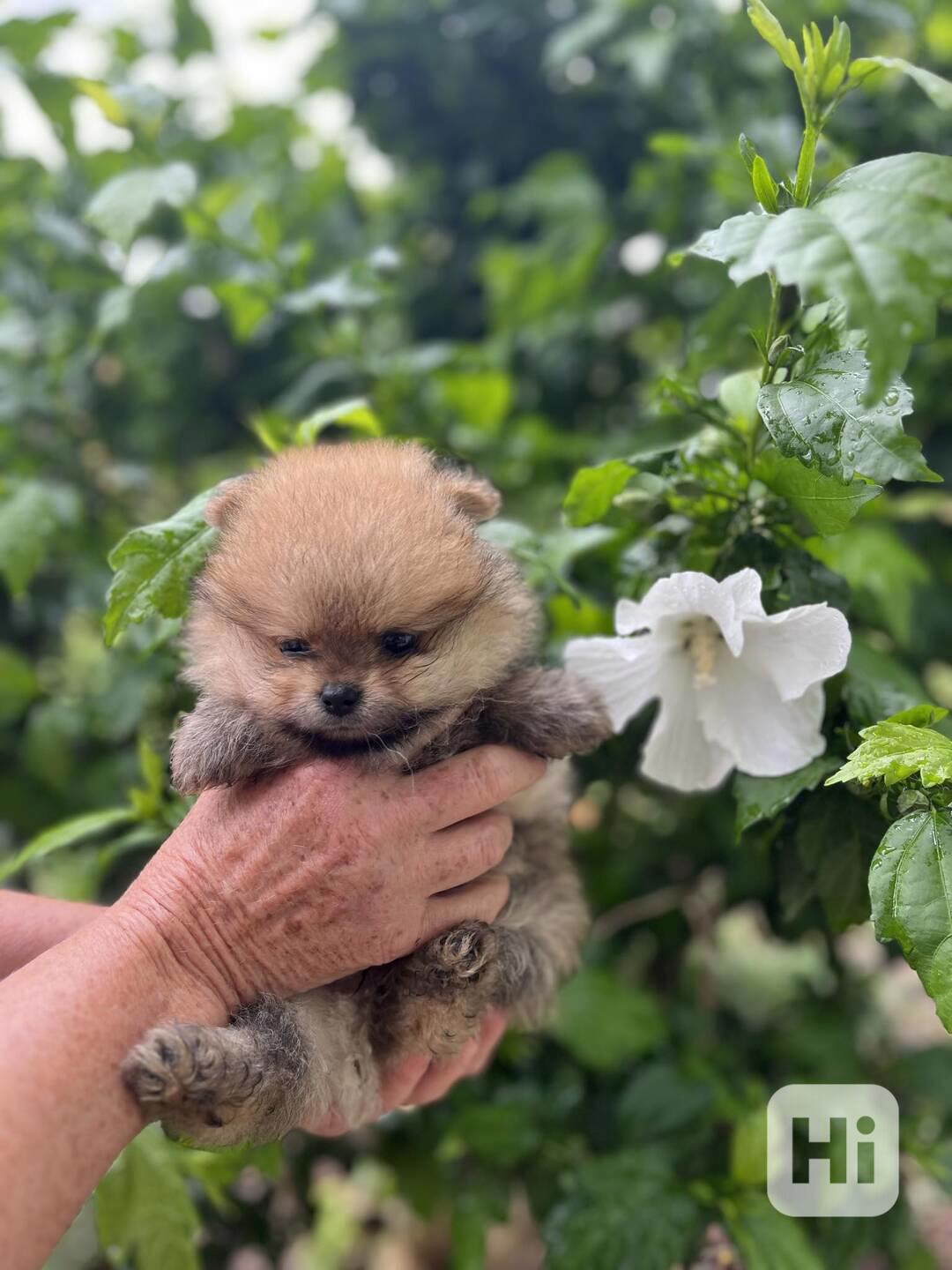 Pomeranian - foto 1