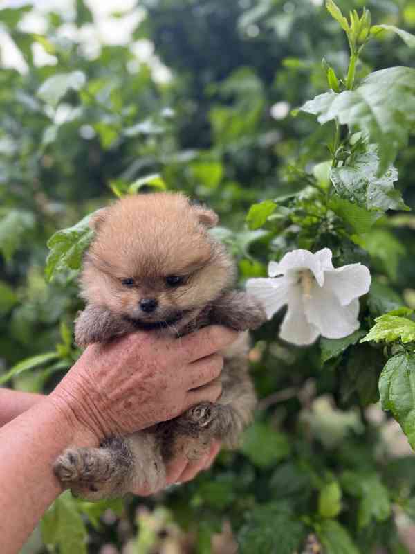 Obrázek k inzerátu: Pomeranian