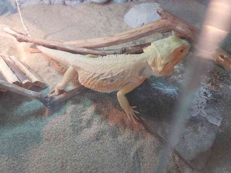 Agama vousata terarium - foto 1