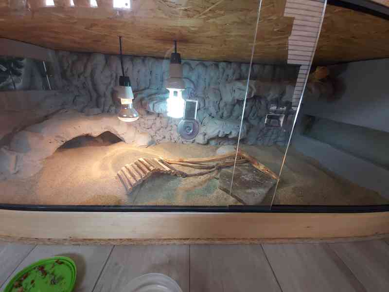 Agama vousata terarium - foto 6