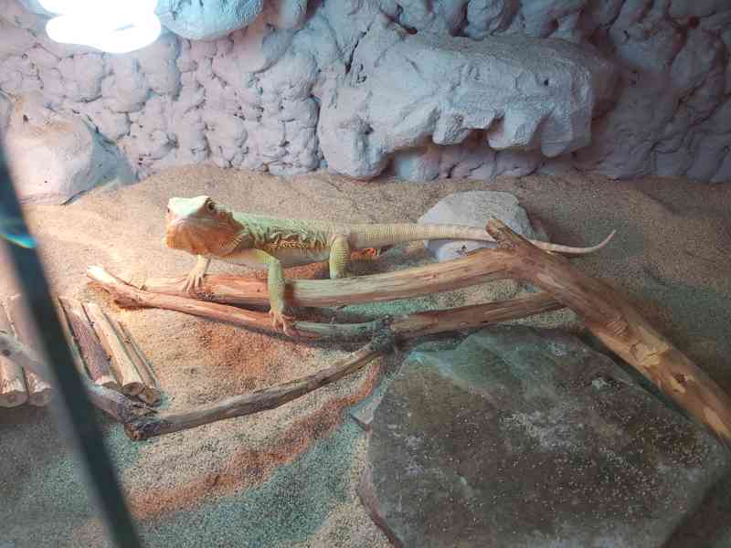 Agama vousata terarium - foto 4