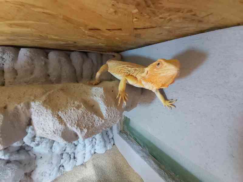 Agama vousata terarium - foto 5