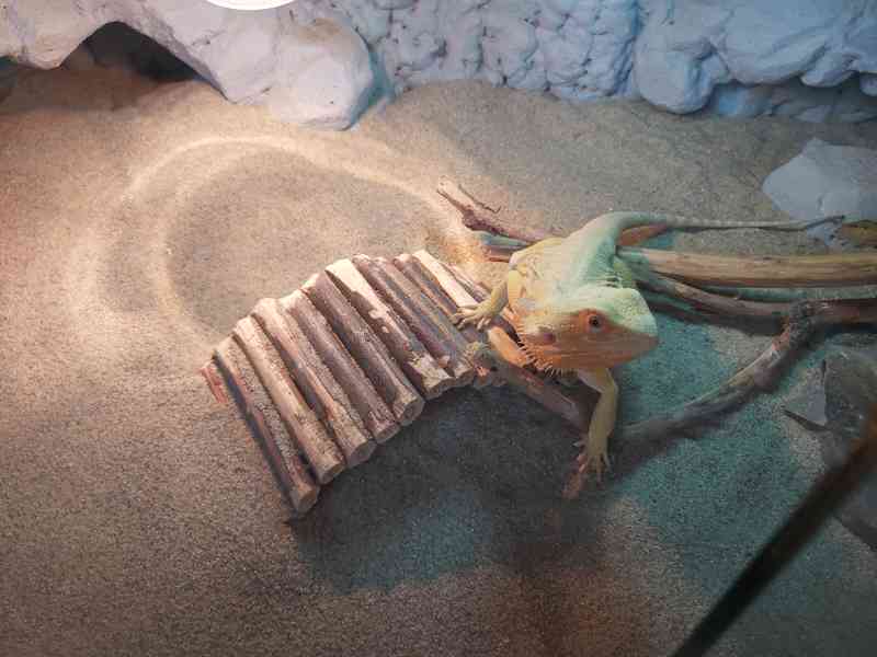 Agama vousata terarium - foto 3