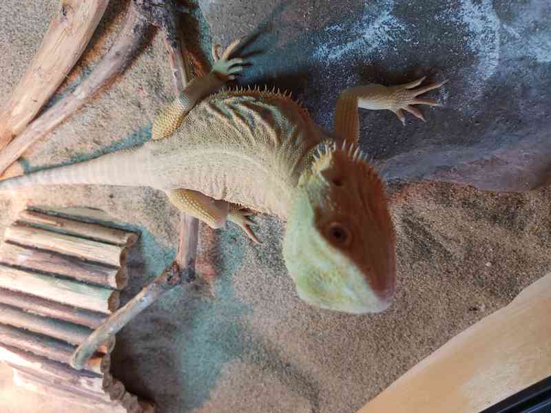 Agama vousata terarium - foto 2
