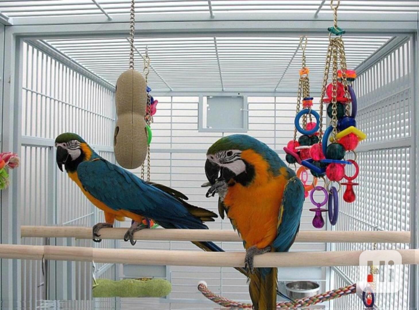 Zcela zdarma papoušci  k adopci zdarma   - foto 1