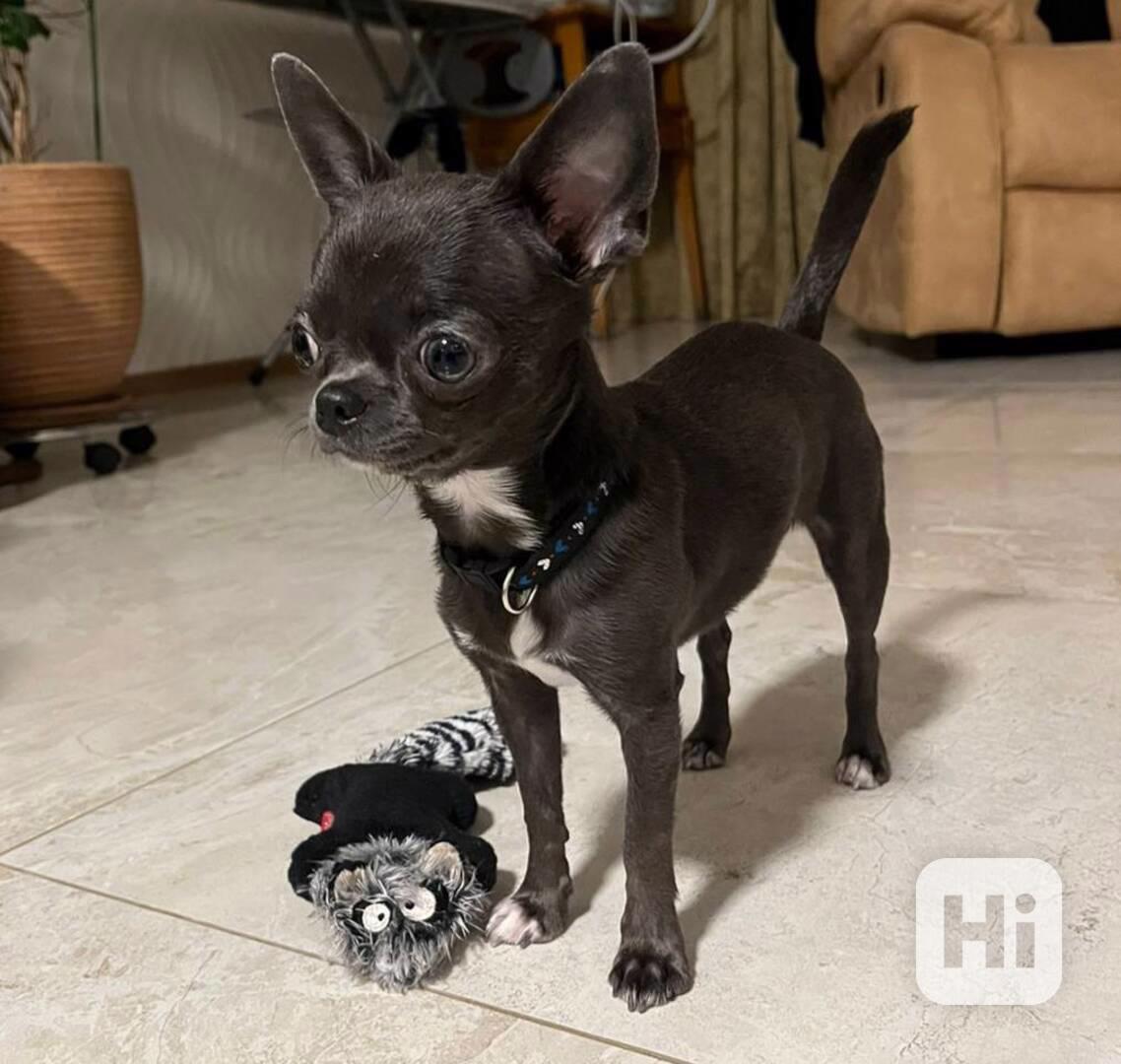 Nejrozkošnější štěňata čivav, pejsek a fena - foto 1