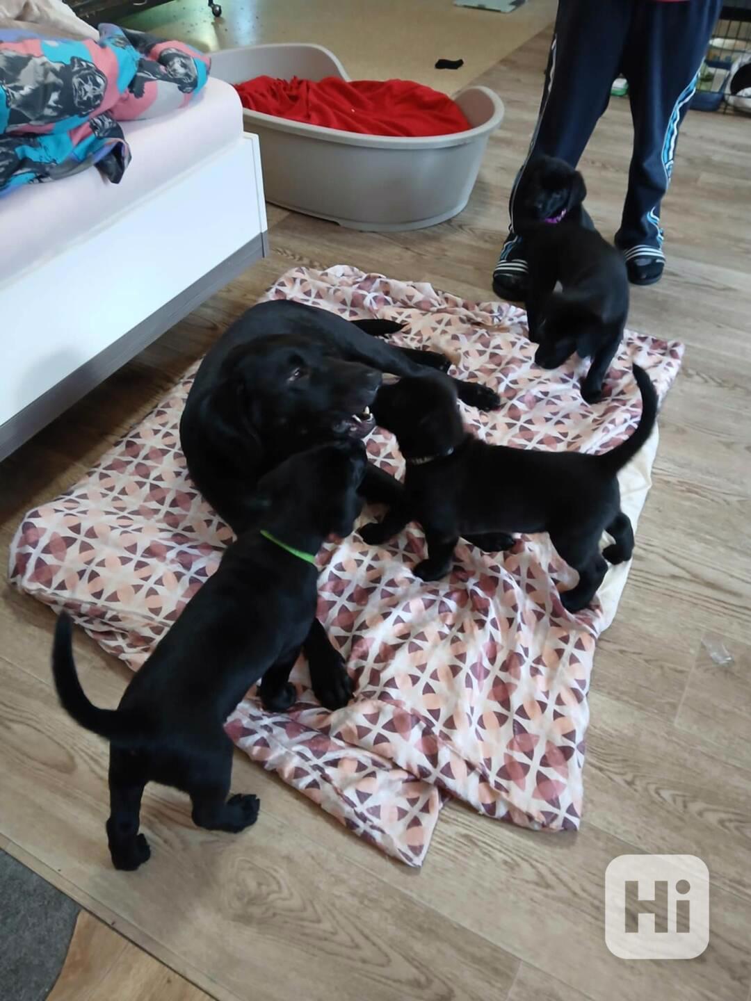 Štěňátka labradora  - foto 1