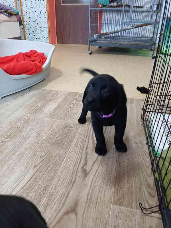 Štěňátka labradora  - foto 6