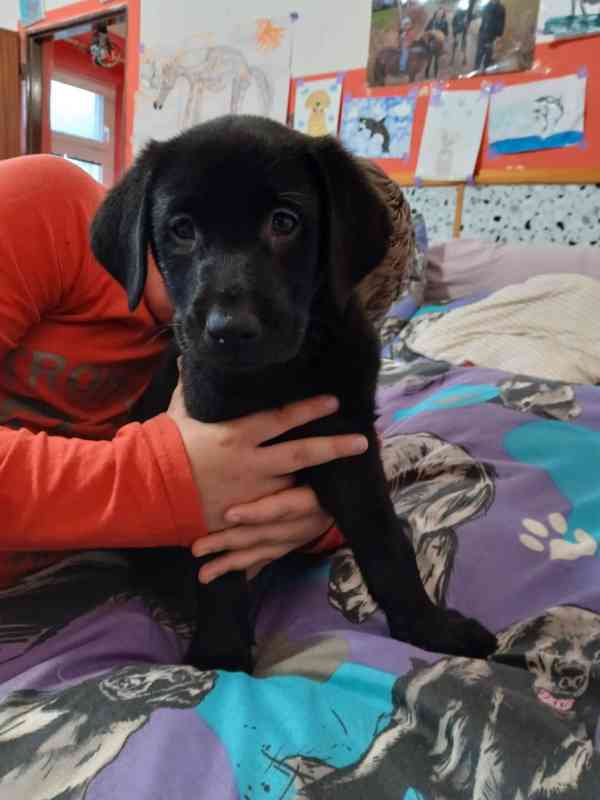 Štěňátka labradora  - foto 5