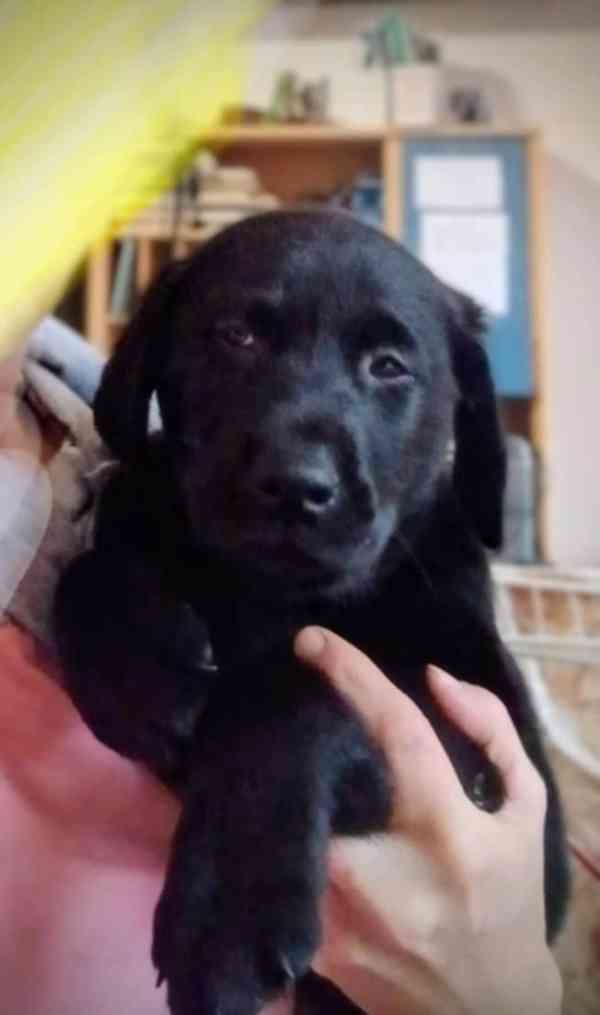 Štěňátka labradora  - foto 7