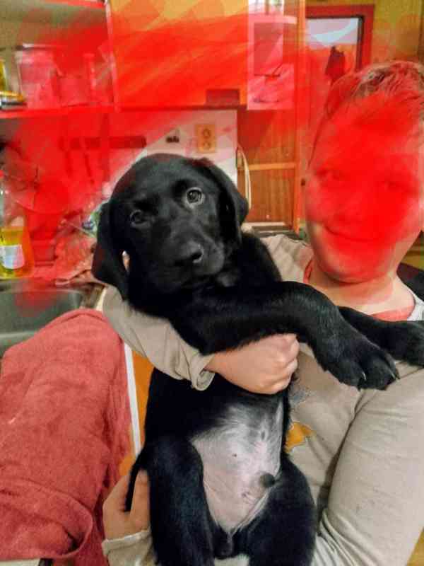 Štěňátko labradora  - foto 3