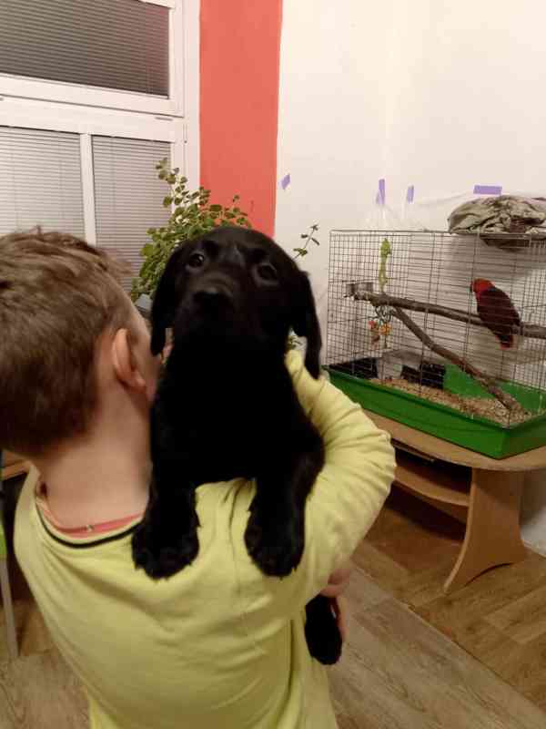 Štěňátko labradora  - foto 4