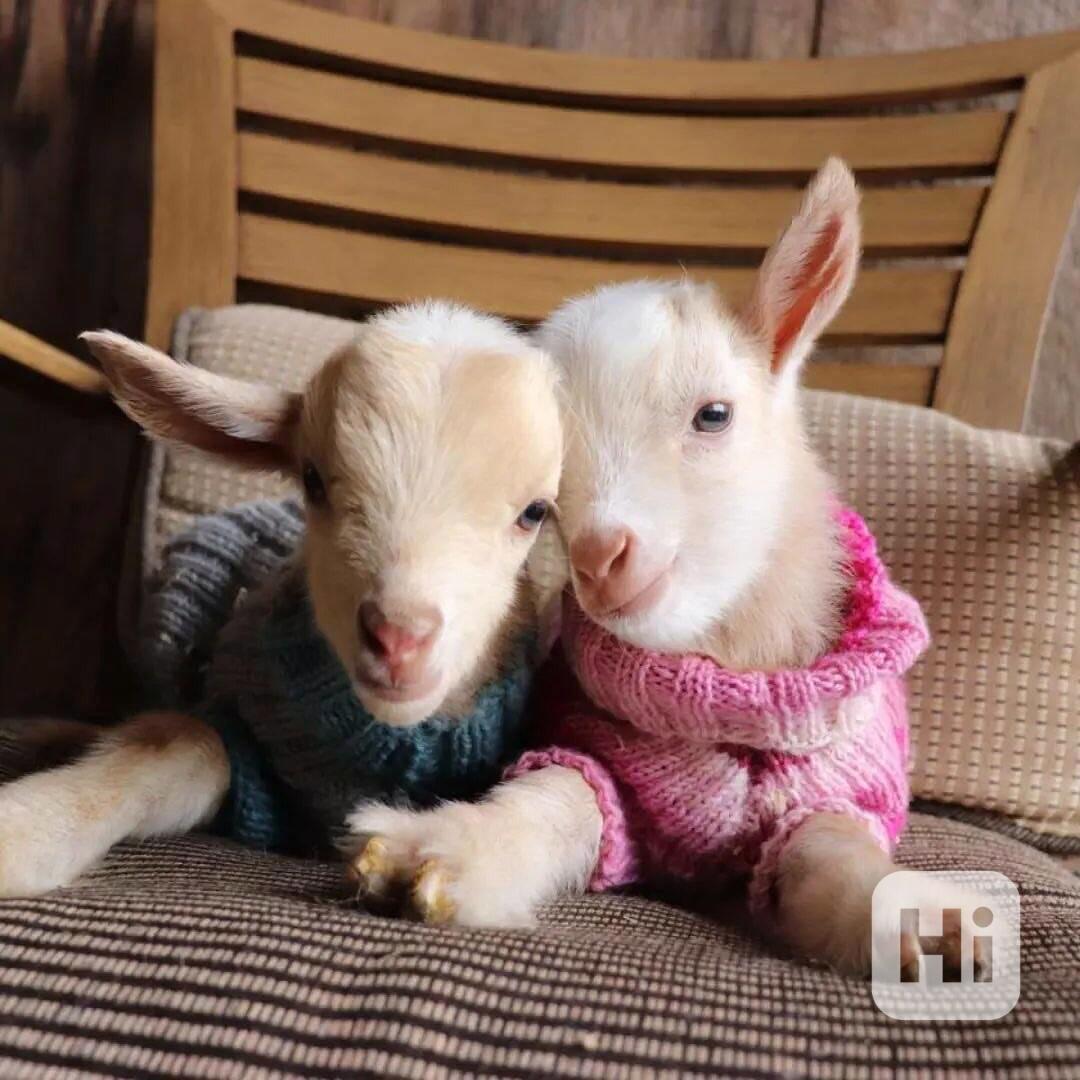 Prodám naprosto úžasné kozy - foto 1