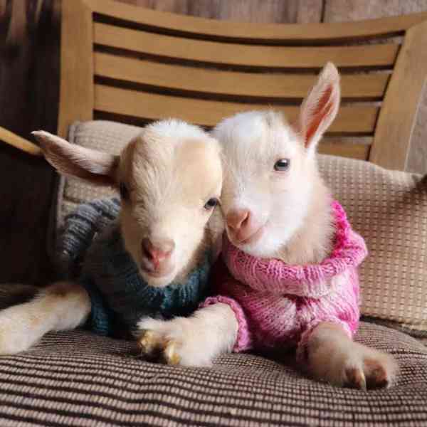 Prodám naprosto úžasné kozy - foto 1