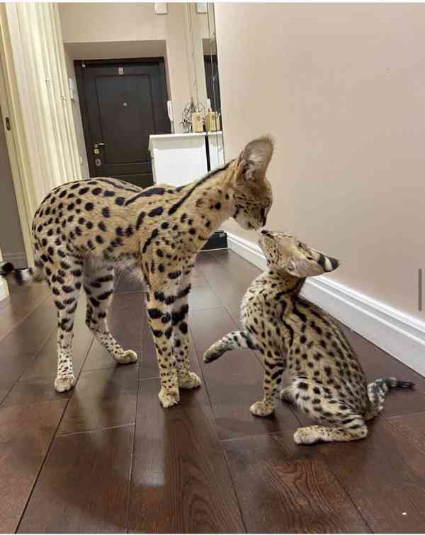 Poptávám Savannah cat, kočka savanová bazar Hyperinzerce.cz