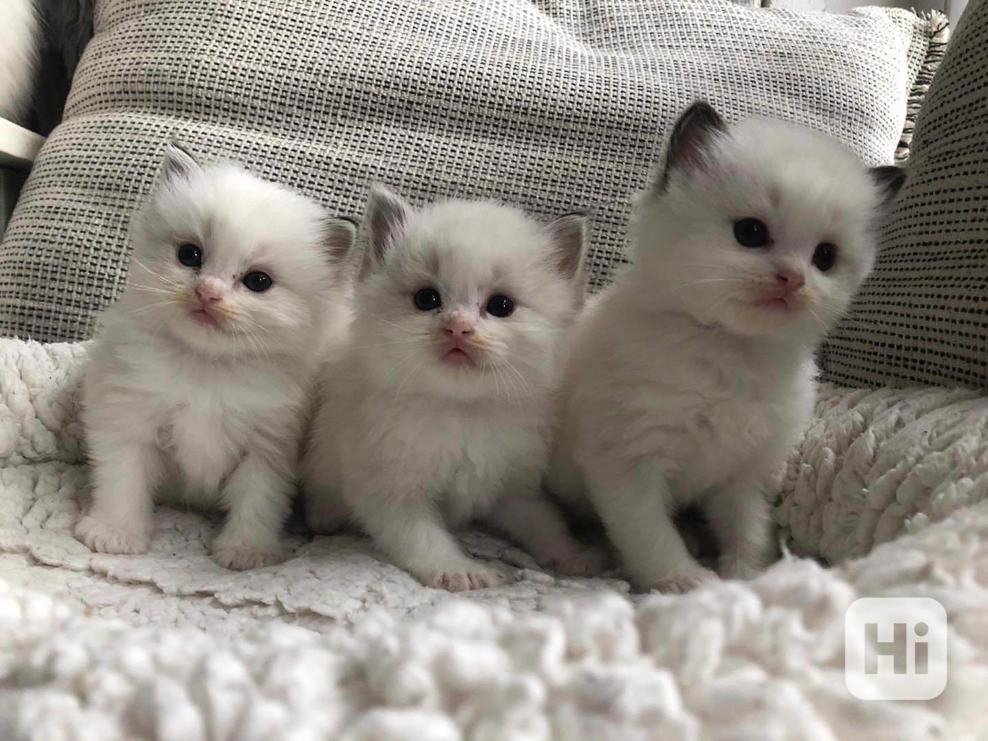 Koťata plemene Ragdoll k adopci - foto 1