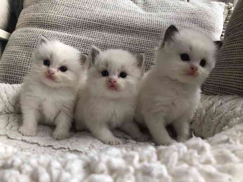 Koťata plemene Ragdoll k adopci - foto 1