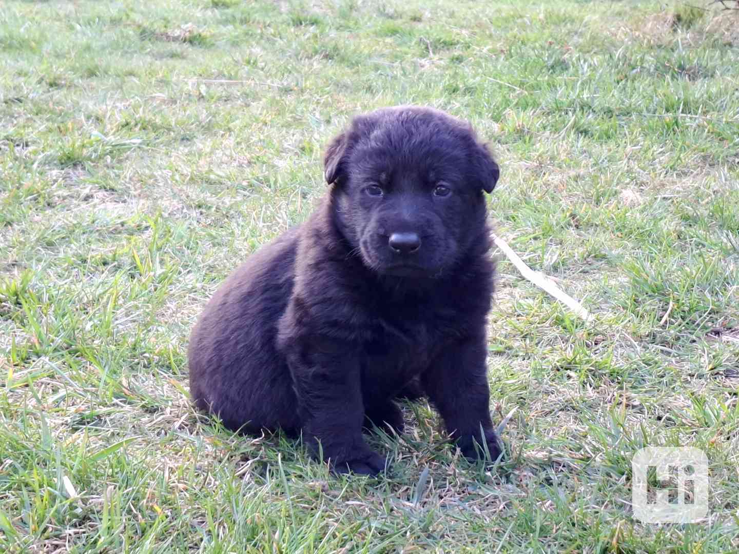 Německý ovčák s PP  - foto 1