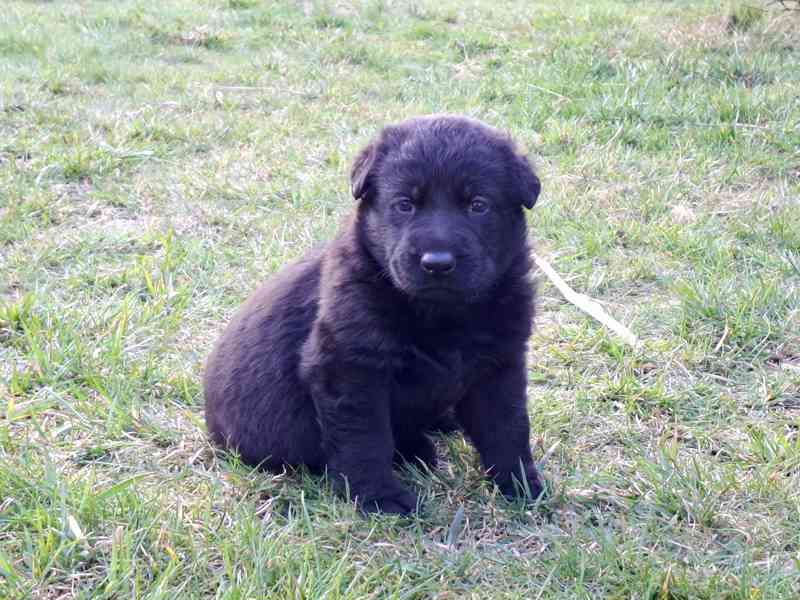 Německý ovčák s PP  - foto 1