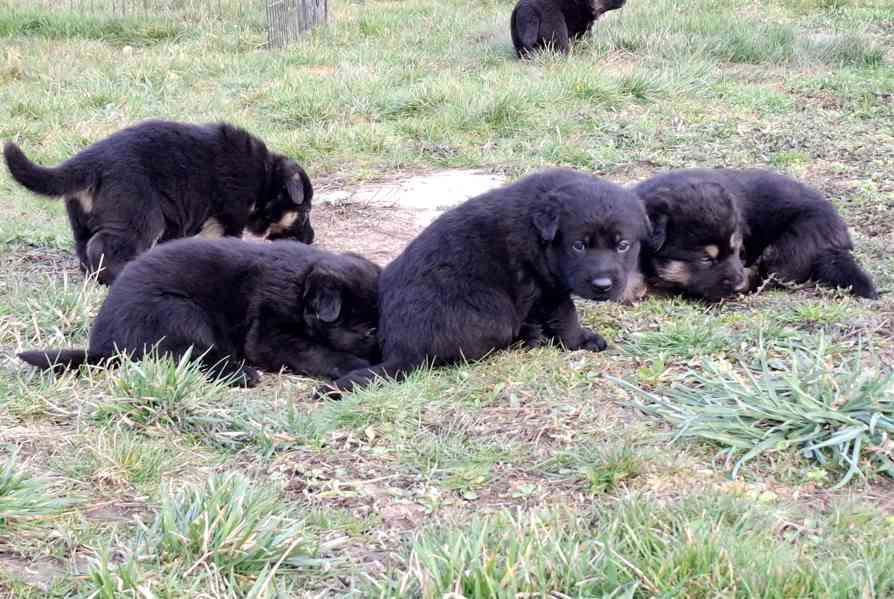 Německý ovčák s PP  - foto 3