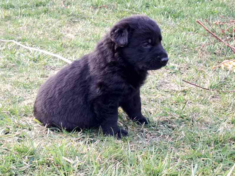 Německý ovčák s PP  - foto 2