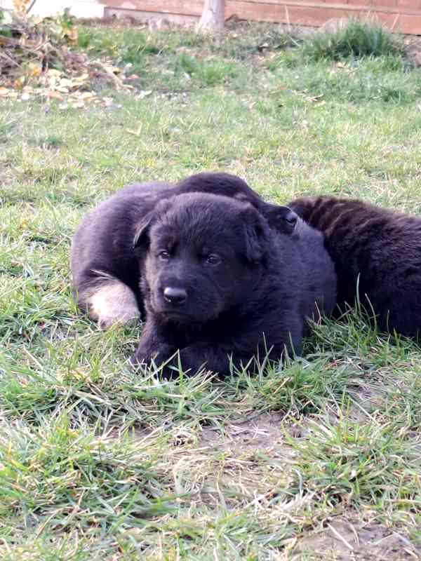 Německý ovčák s PP  - foto 5