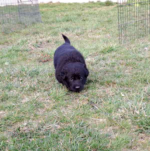 Německý ovčák s PP  - foto 4