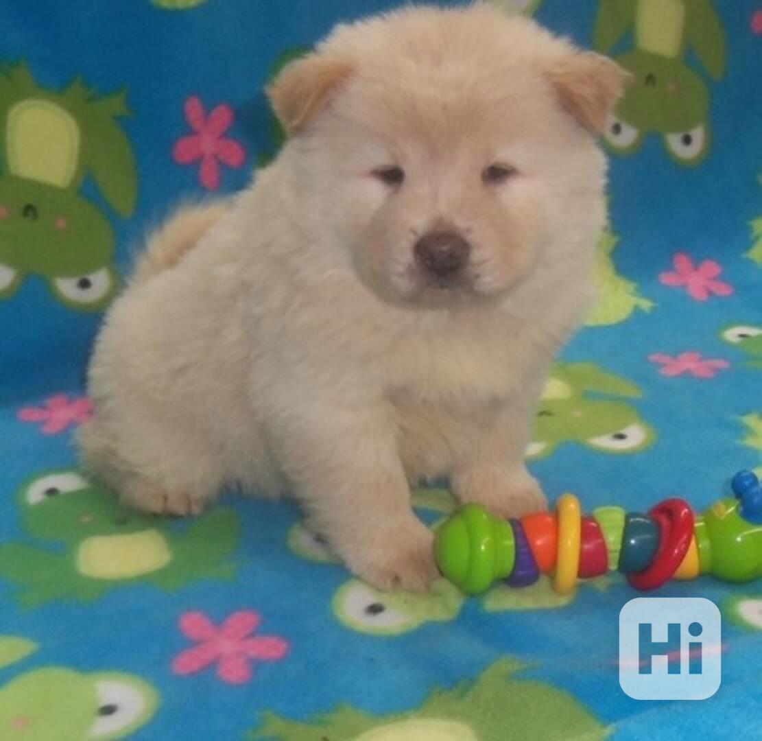 Štěňata šarpejů a čau-čauů: 3 pejsci a 1 fena. - foto 1