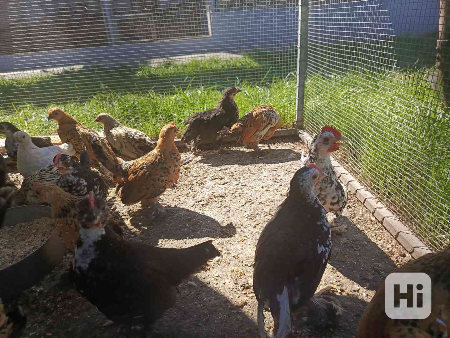 Slepička zakrslá rousná  - foto 1