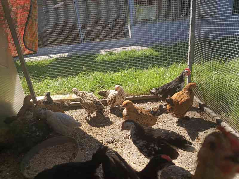 Slepička zakrslá rousná  - foto 2