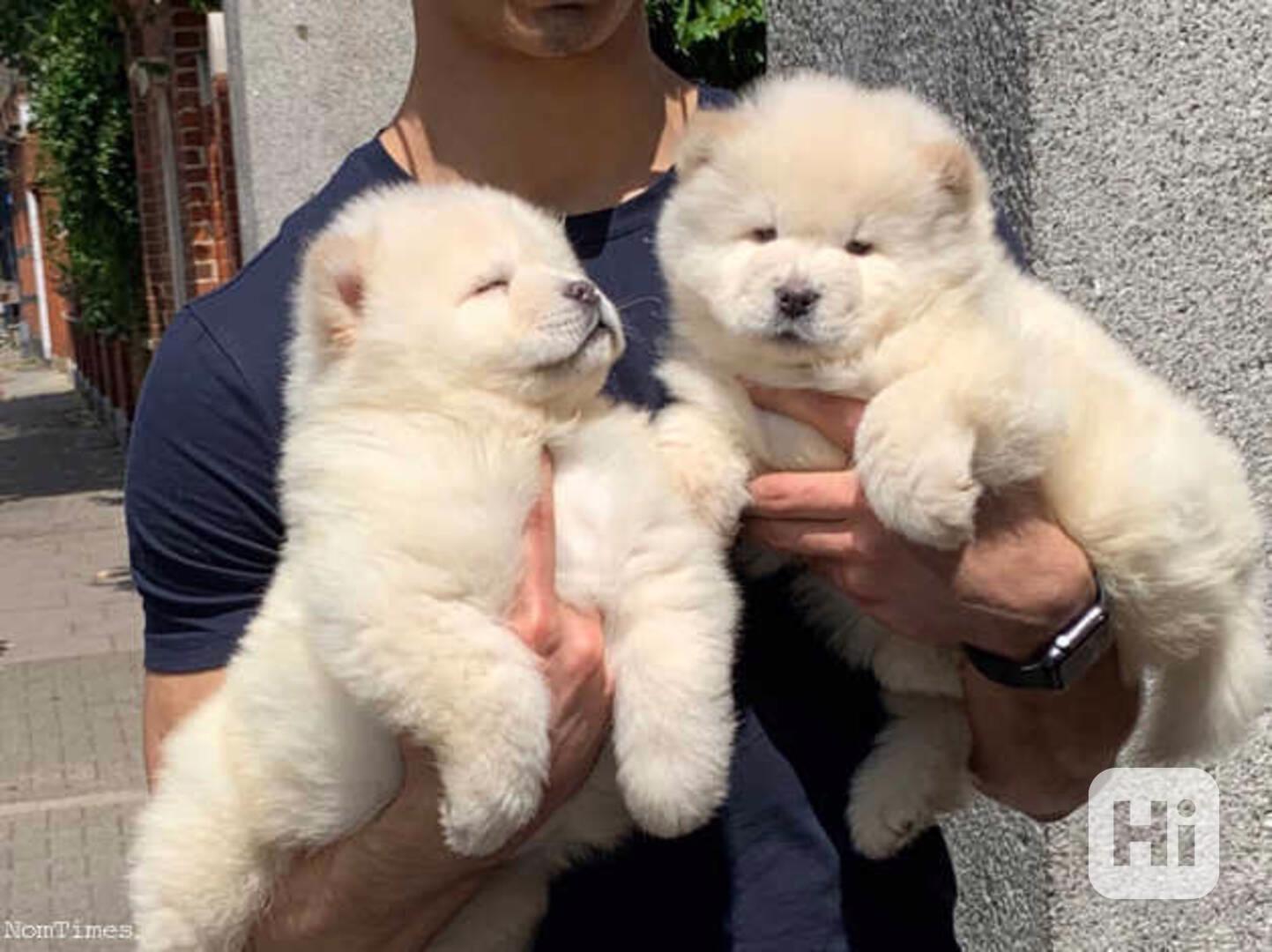 Starostlivá štěňata chow chow (samec a samice) - foto 1