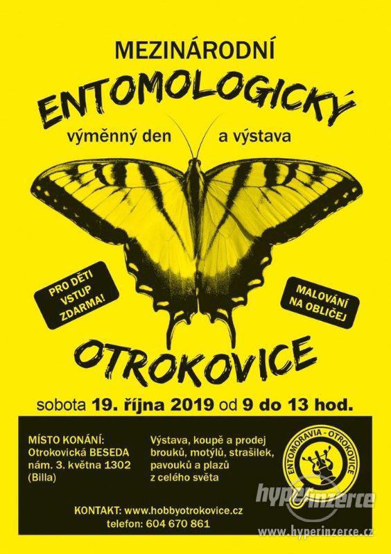 Entomologická výstava, OTROKOVICE, 19.10.2019 - foto 1