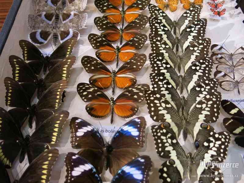 Entomologická výstava, OTROKOVICE, 19.10.2019 - foto 12